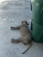 IMG_1525.jpeg