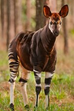 Okapi_-Mint-Images-Frans-Lanting_Getty-captive-Florida-53c2e56.jpg