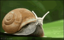 snail-battle-snail.gif