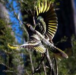 A Regent Honey-eater of Australia.Endangered.jpg