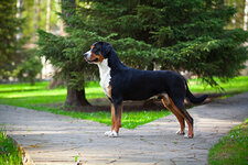 great-swiss-mountain-dog-standing.jpg