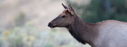 elkcow.jpg