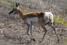 FemalePronghornAntelope.jpg