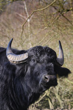 WaterBuffalo.jpg