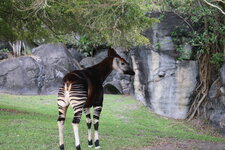 cuatrok77Okapi.jpg