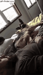 karate-dog.gif