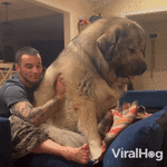 pet-the-dog-dog.gif