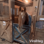 nodding-viralhog.gif