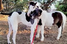 puppy-Skye-horse-1080x720~2.jpg