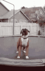 dog-funny.gif