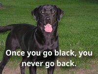 Once you go black.jpg