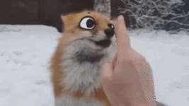 EHOlpKB.gif