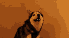 husky-sneeze.gif