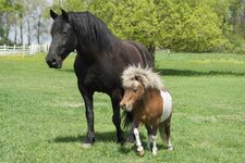 Big_horse_and_little_horse-1024x683.jpg