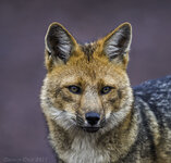 IMG_0446.jpeg