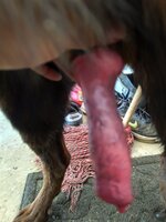 IMG_20250726_080618.jpg
