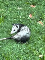 IMG_5101.jpeg