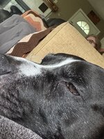 IMG_2603.jpeg