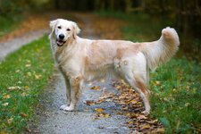 golden-retriever-177213599-2000-a30830f4d2b24635a5d01b3c5c64b9ef.jpg