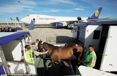 20-Loading-horses-from-truck-to-Airstable-.jpg