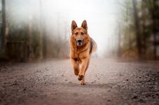 dog.jpg