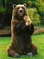 BART the BEAR.jpg