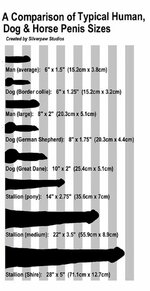 A comparison of typical human, dog & horse penis size.jpg