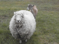 both sheep.gif
