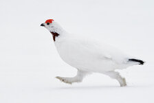 IMG_5760.jpeg