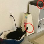 32752_gato-bromeando.jpg