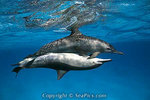 120218-450-spinner-dolphin-mating.jpg