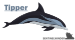 1518089049.sentinelwinder_wipper_dolphin.png