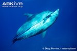 Atlantic-spotted-dolphins-mating-male-underneath.jpg