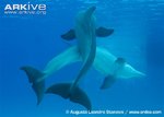 Bottlenose-dolphins-mating.jpg