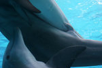 dolphin_copulation_photografrica_2.jpg