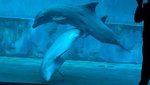 visitor-takes-photos-as-two-common-bottlenose-dolphins-tursiops-truncatus-have-sex-in-the-geno...jpg