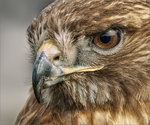 red-tailed-hawk-eyes-pentaxforums.jpg