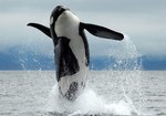 resident-orca-whale-bc-canada-1200x840.jpg