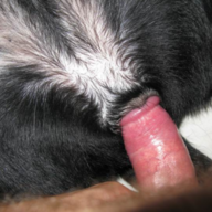 Man Fucking Dog Pussy