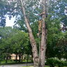 Treechief