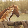 horsedog112