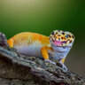 gecko1