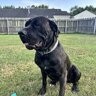 buddybella