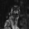 WolfmanLukar92
