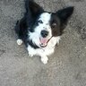 woof10