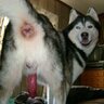 FerretOnMeth
