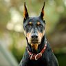 K9studdog