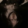 DogsAreCoolTho