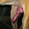 SpanishDogSlut