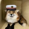 Starfluff